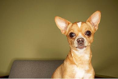 美服Switch Online会员经典游戏库新增两款N64游戏：《夜影侠》和《恐龙猎人2》